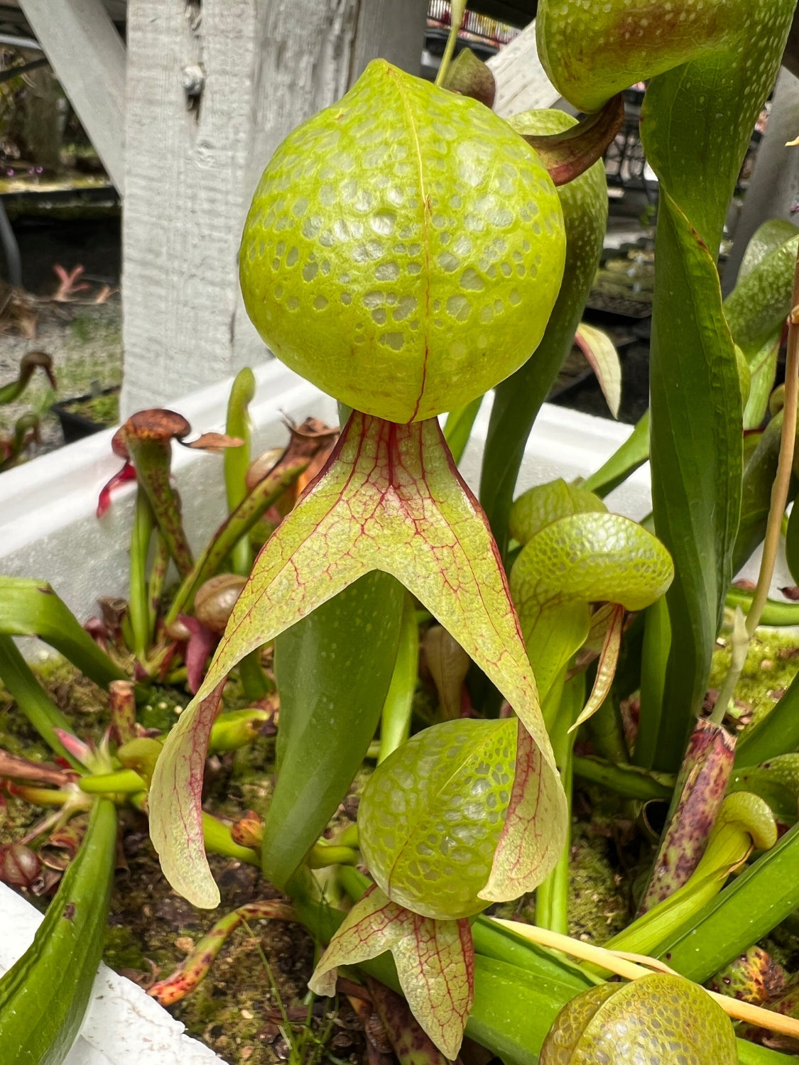 Close-up of a pitcher plant with green pitchers and red edges.