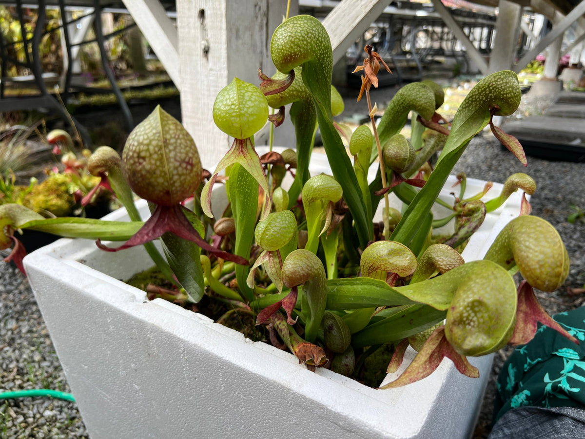 Carnivorous plant in a white pot with a blurred background