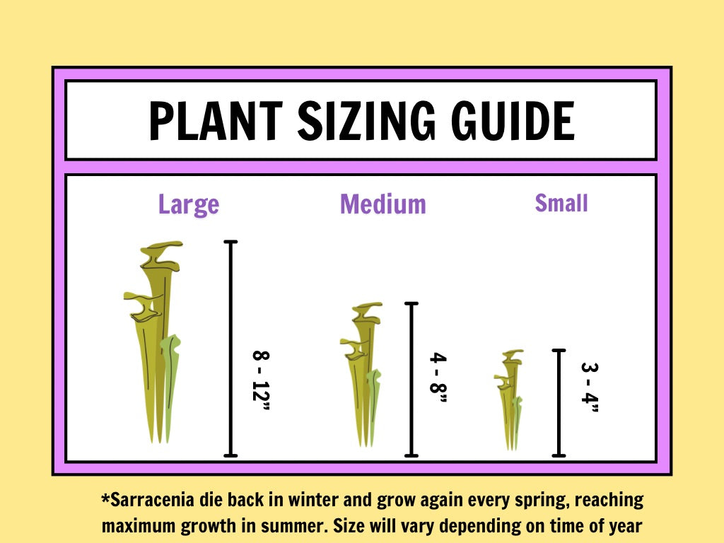 Darlingtonia size chart