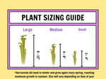 Darlingtonia size chart