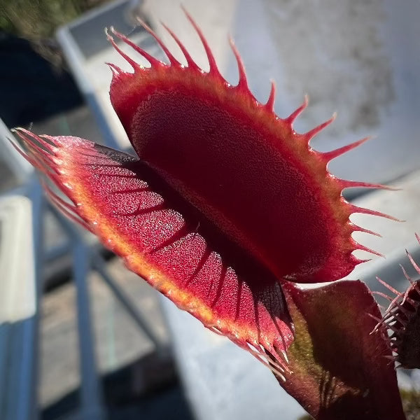 Dionaea Weinrot, a red cultivar of Venus flytrap, growing in a pot 