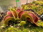 Dionaea Antonov 225 giant venus flytrap 