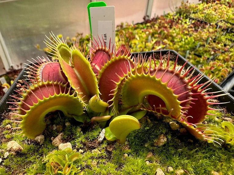 Dionaea Antonov 225 giant venus flytrap 