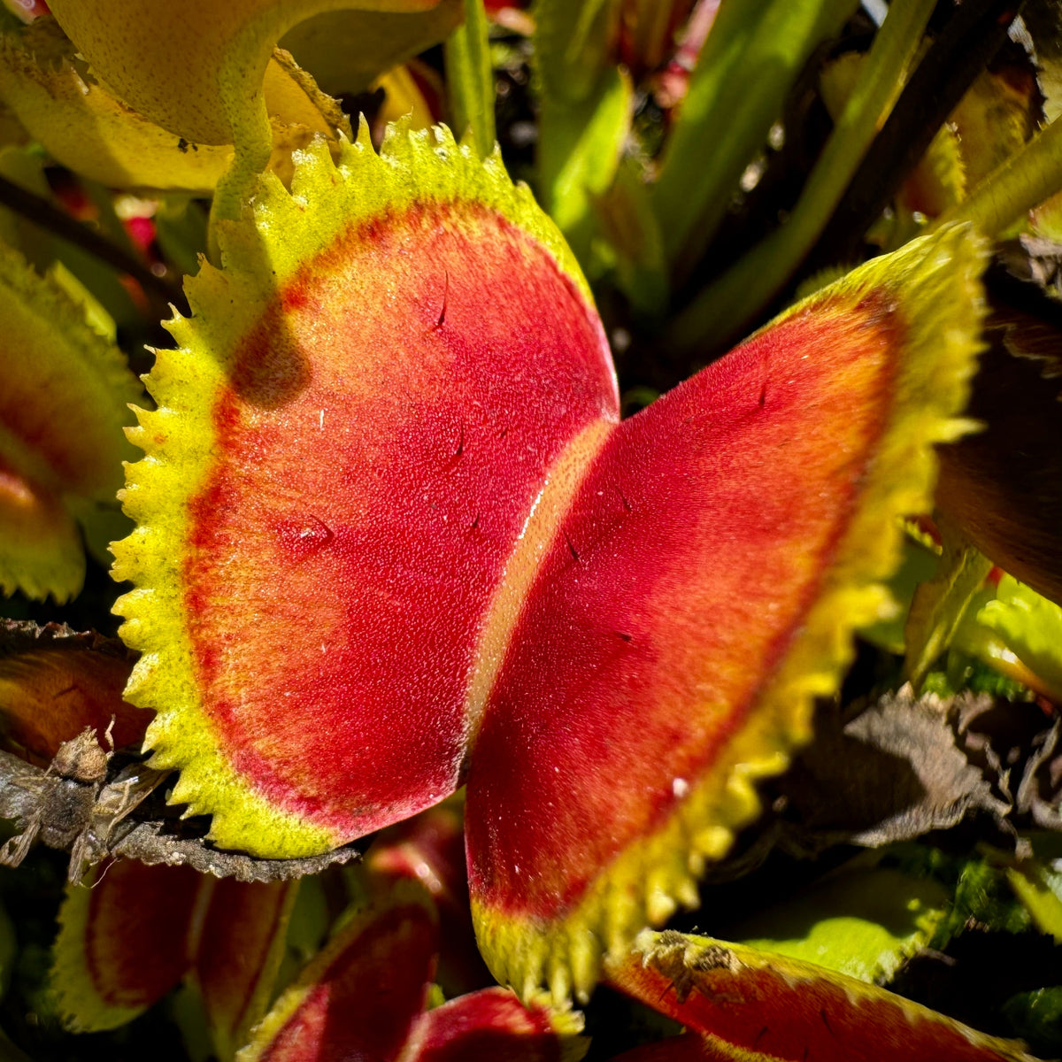 Dionaea 021 carivoria Venus Flytrap