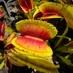 Dionaea 021 carivoria Venus Flytrap