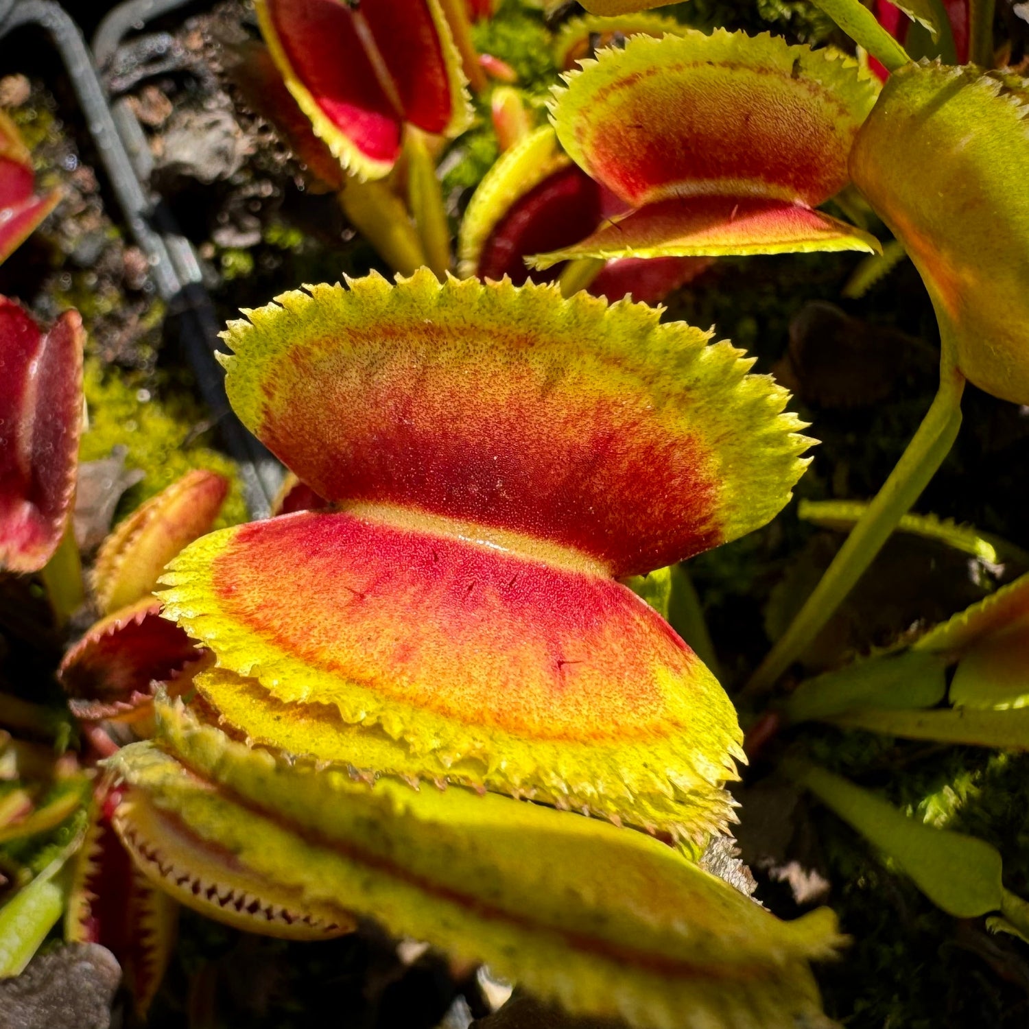 Dionaea 021 carivoria Venus Flytrap