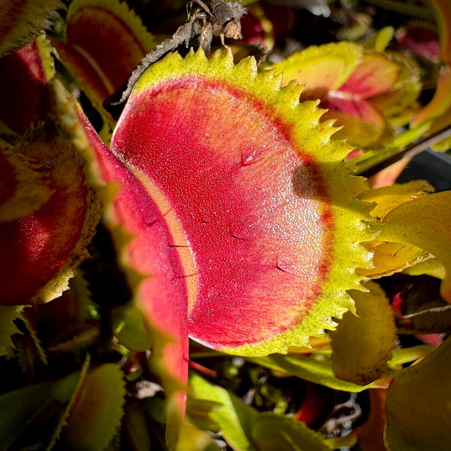 Dionaea 021 carivoria Venus Flytrap