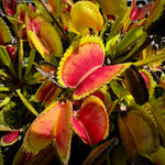 Dionaea 021 carivoria Venus Flytrap