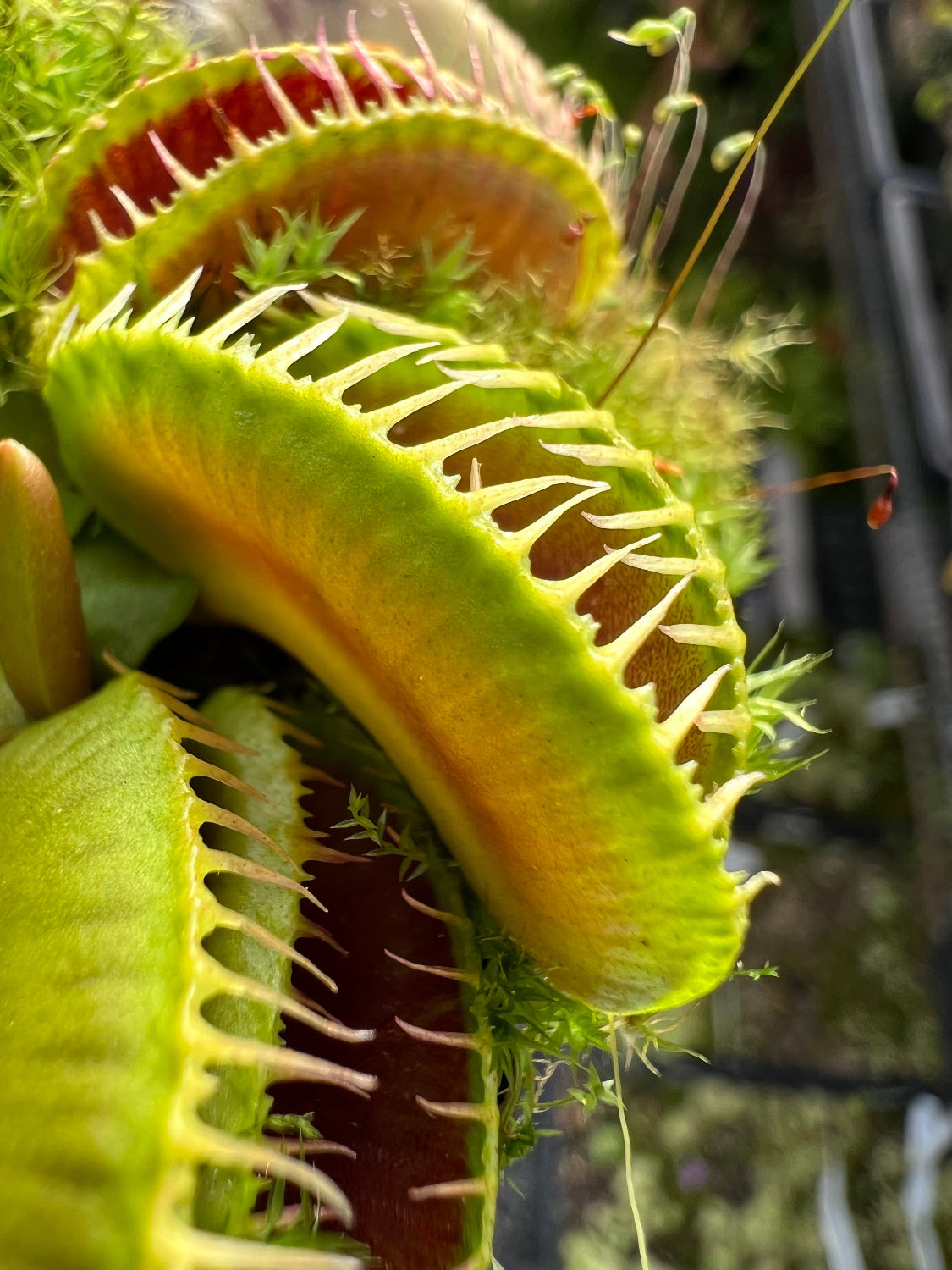 Close-up of a Dionaea m. 'Alien' Venus flytrap with bright green traps that have deeply-toothed edges.