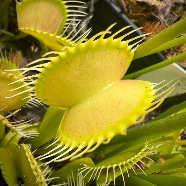 Close-up of Venus flytrap traps that are green in color.