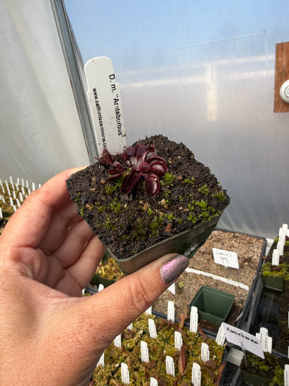 A hand holds a dark red Venus flytrap in a small pot in a greenhouse
