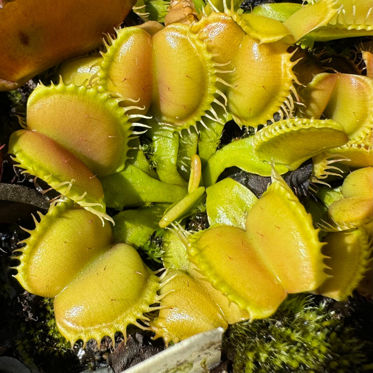 Close-up of Dionaea m. 'Angel Wings' flytraps with recurved traps that are green with tips in shades of yellow and orange.