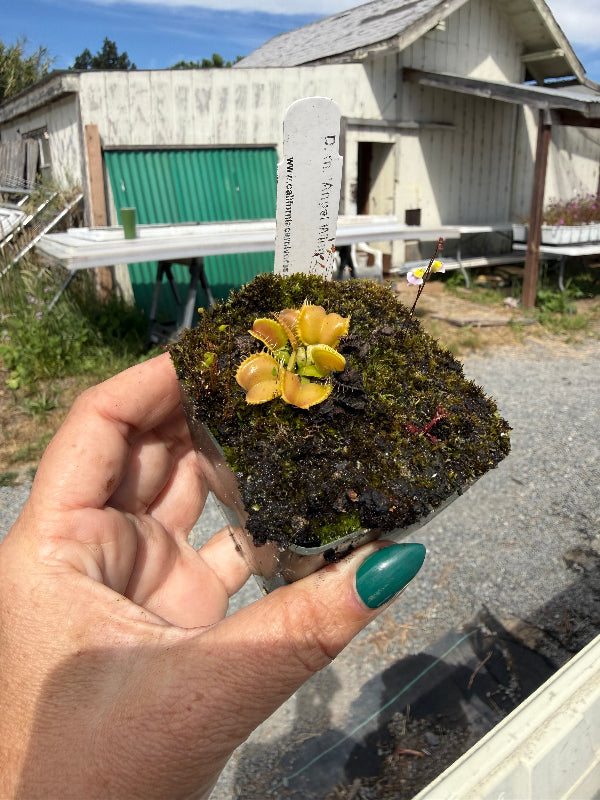 A hand with teal nail polish holds a small potted venus flytrap with yellow and orange flowers growing in dark green moss. The plant is in a square plastic pot with a white label, set against an outdoor background of a rustic white barn and green shed.