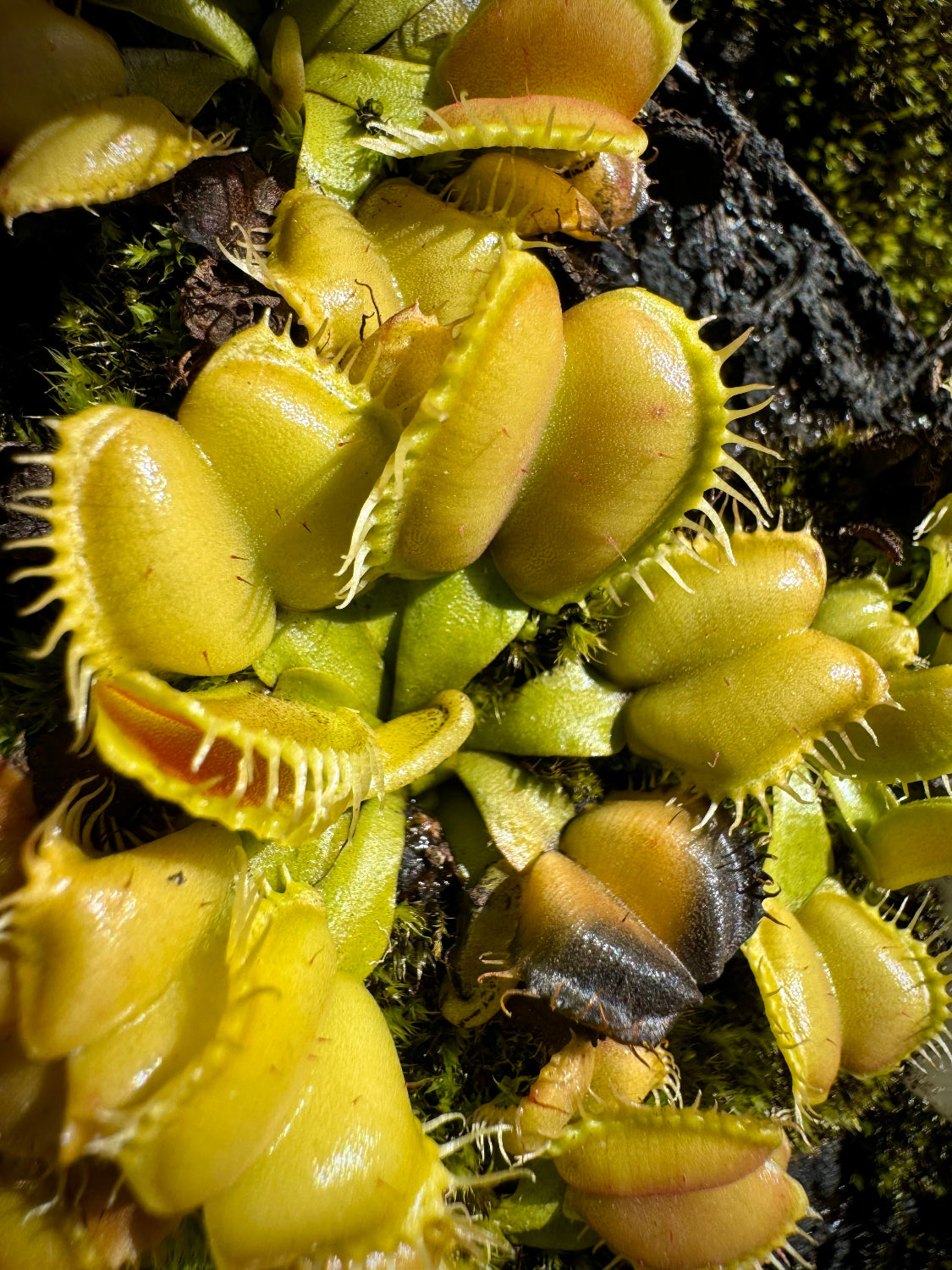 A cluster of Dionaea 'Angel Wings' flytrap leaves with traps that recurve backwards