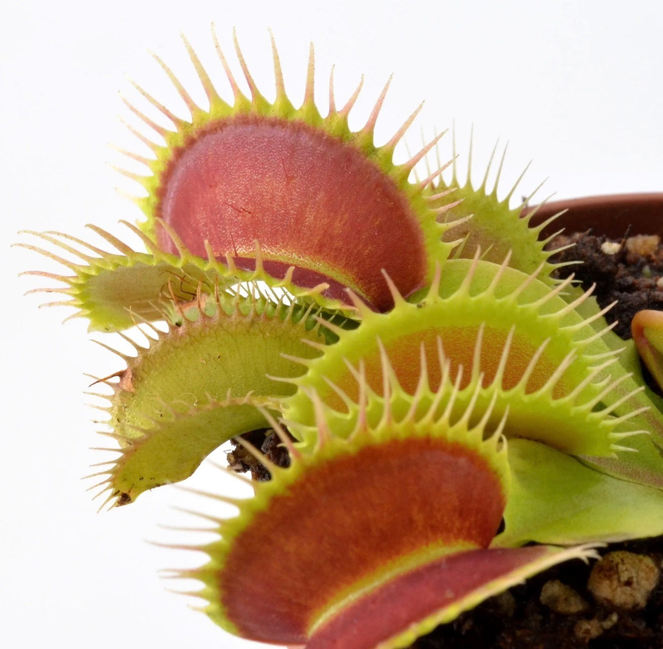 Dionaea Antonov 225 Giant Venus Flytrap