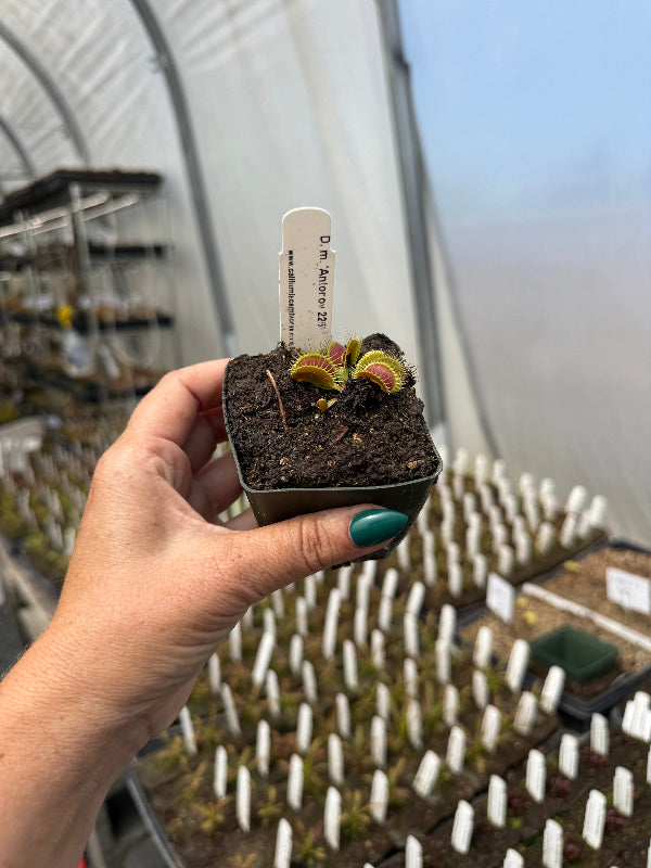 Dionaea Antonov 225 Giant Venus Flytrap plant