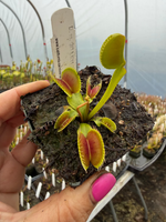 Dionaea Beccas Giant Venus Flytrap