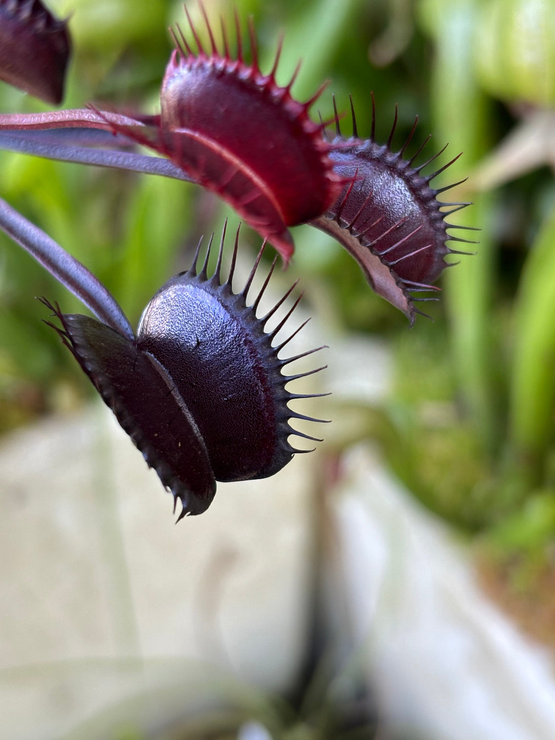 Dionaea Betelgeuse Venus Flytrap