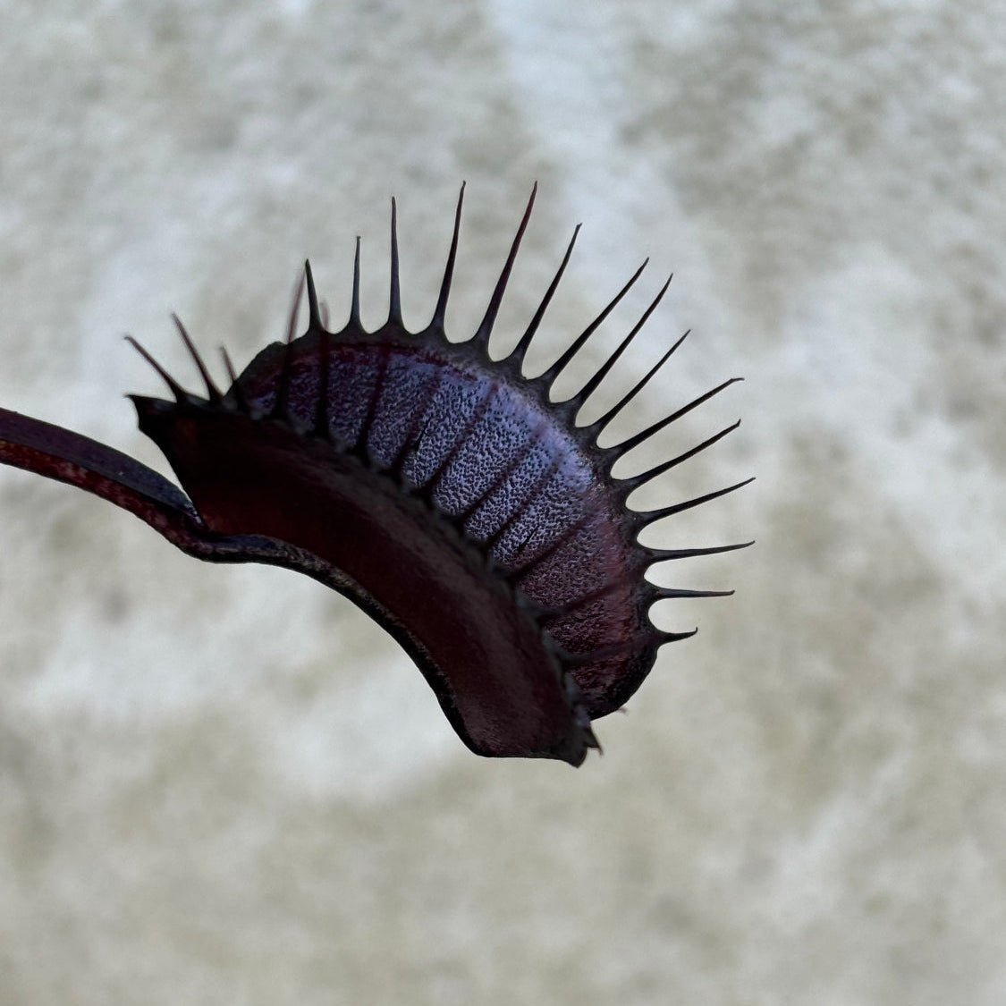 Close-up of a Venus flytrap against a textured beige background