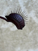 Dionaea Betelgeuse Venus Flytrap