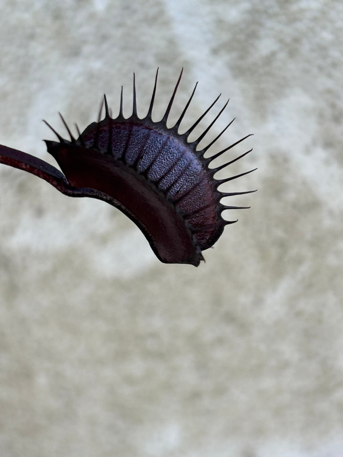 Dionaea Betelgeuse Venus Flytrap