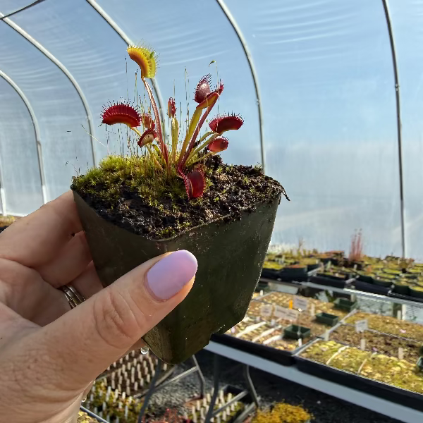 A hand with lavender nail polish holds a small potted carnivorous plant with red and yellow trap leaves, set against the backdrop of a greenhouse with rows of seedlings.