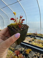 Dionaea Betelgeuse Venus Flytrap