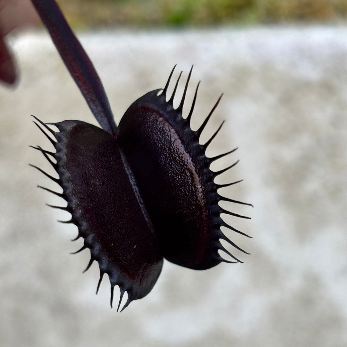Close-up of a black Venus flytrap with a blurred background