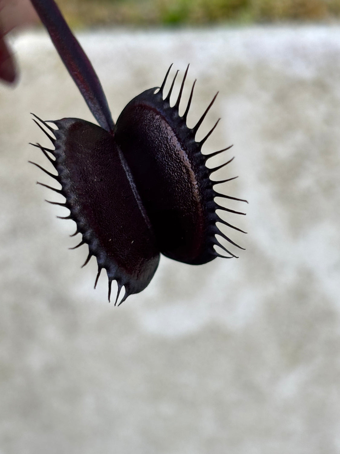 Dionaea Betelgeuse Venus Flytrap