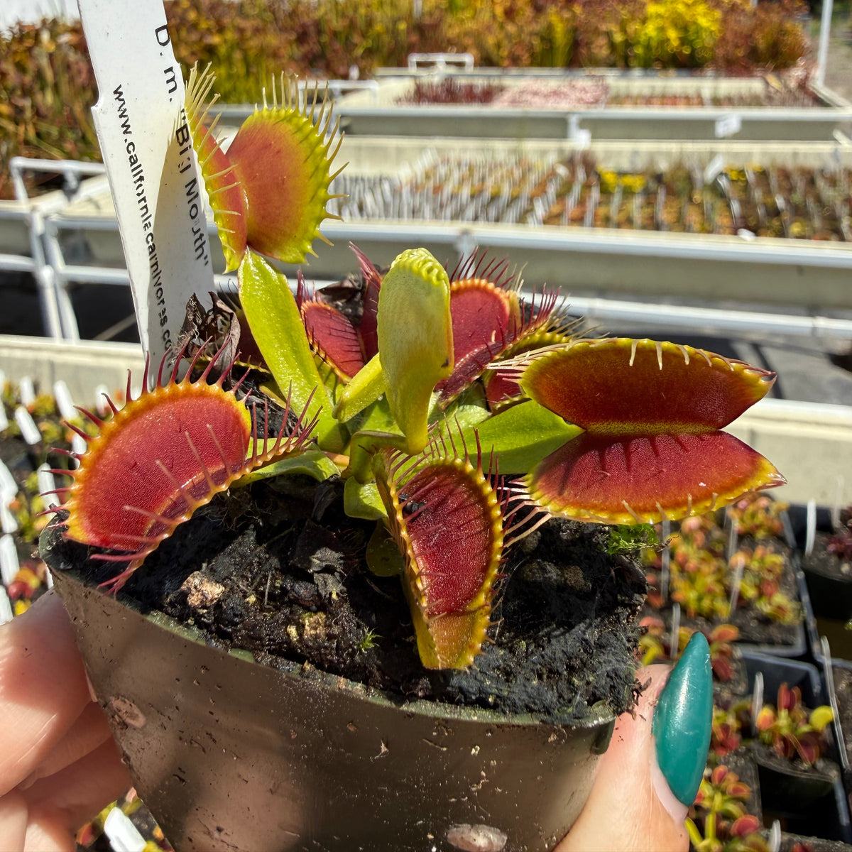 A small Venus flytrap plant in a dark nursery pot being held by a hand with teal nail polish, with a white plant tag visible. The background shows a greenhouse or outdoor nursery setting with rows of plants under a blue sky.