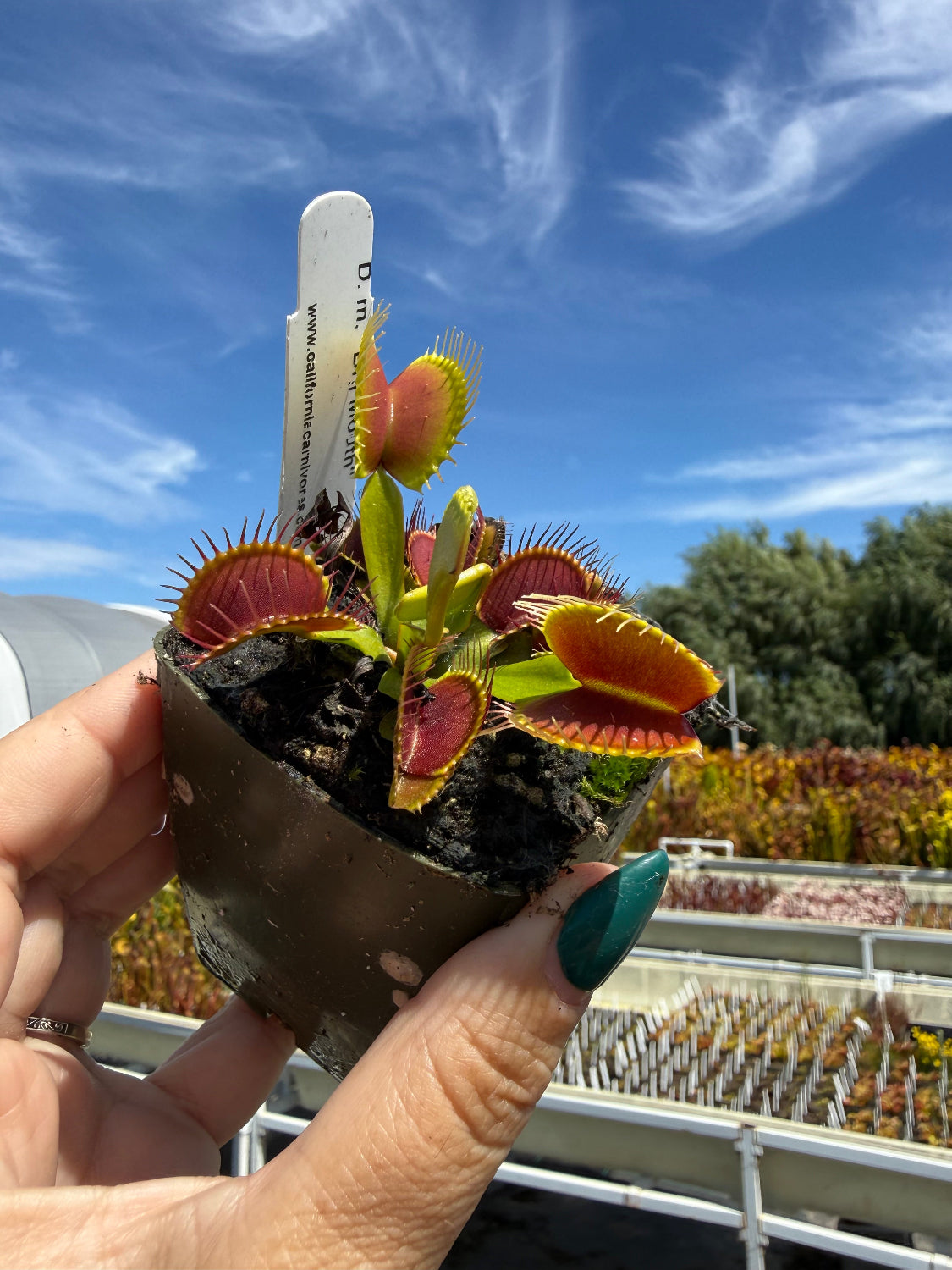 Dionaea m Big Mouth Venus Flytrap – California Carnivores