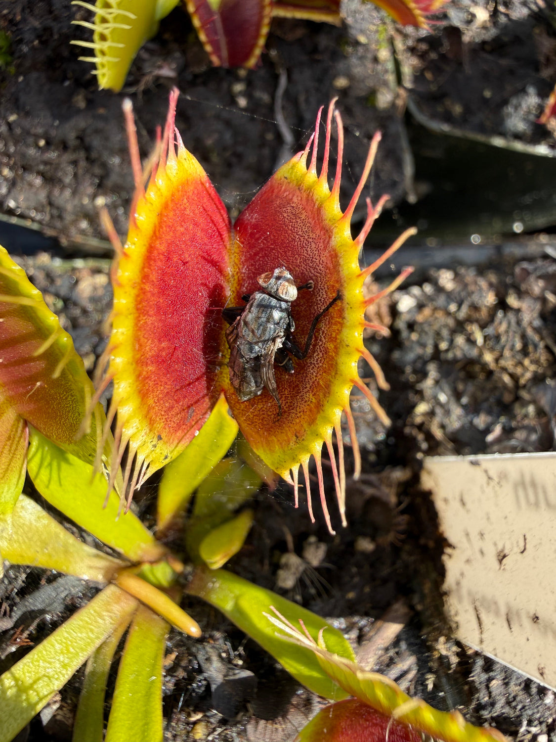 A close-up of a Venus flytrap plant with its trap open, showing bright red inner surfaces, yellow outer edges, and pinkish tentacles, with a small insect trapped inside and soil around it.