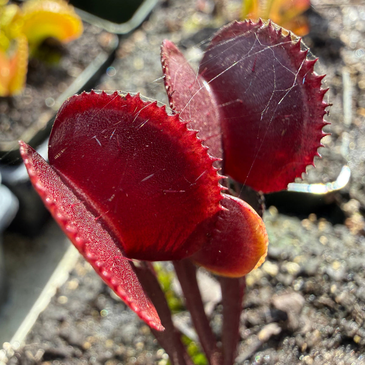 A close-up of a carnivorous venus flytrap plant with three deep burgundy-red lobes, photographed outdoors in soil with other plants blurred in the background.