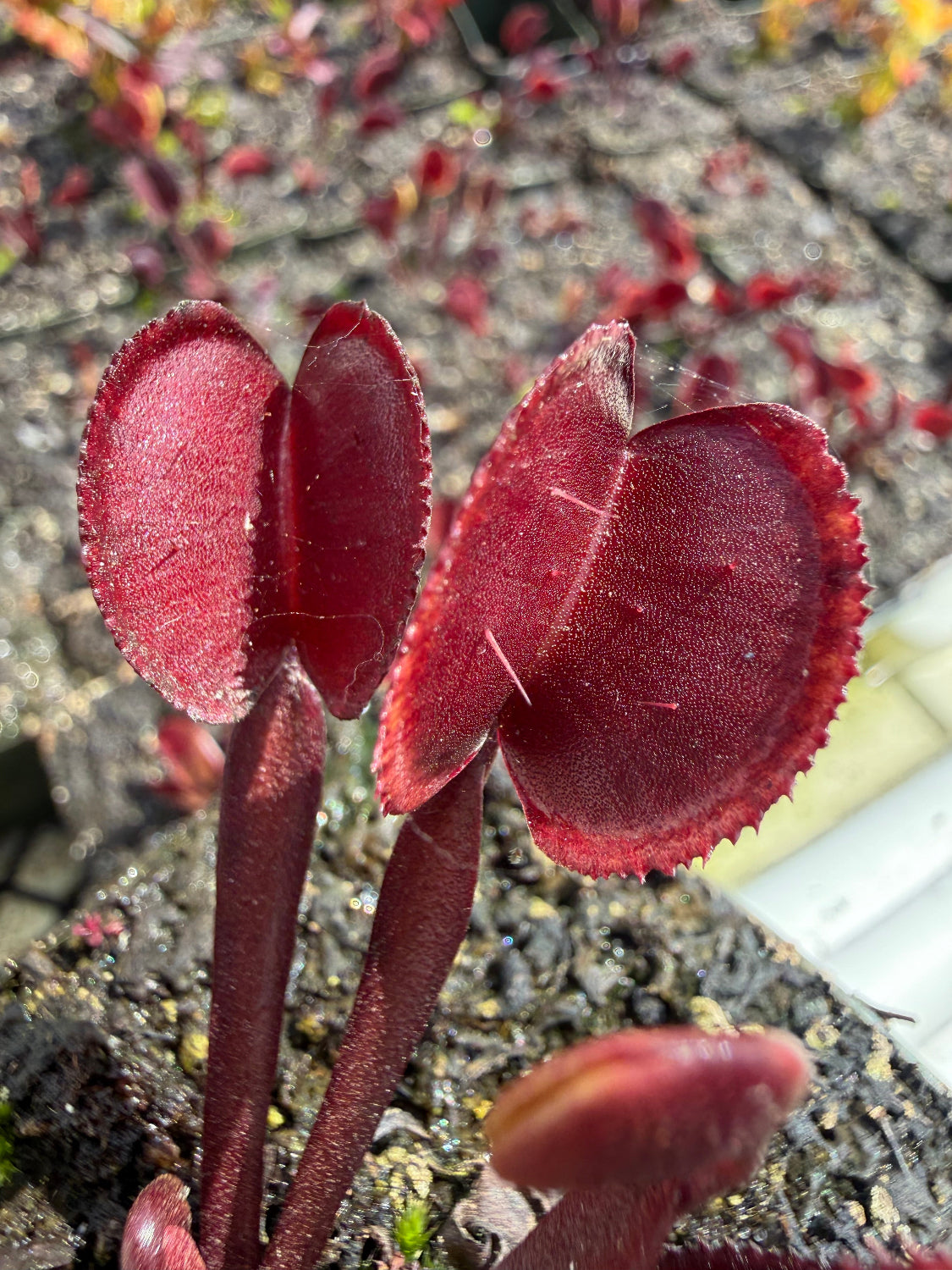 A close-up of a venus flytrap plant with deep burgundy-red lobes and stems growing in soil.