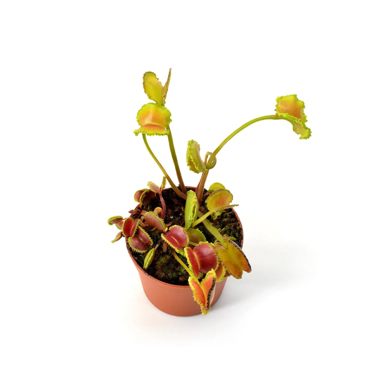 A small potted Venus flytrap plant with green and reddish-yellow trap leaves in a terracotta-colored plastic pot, photographed on a clean white background.