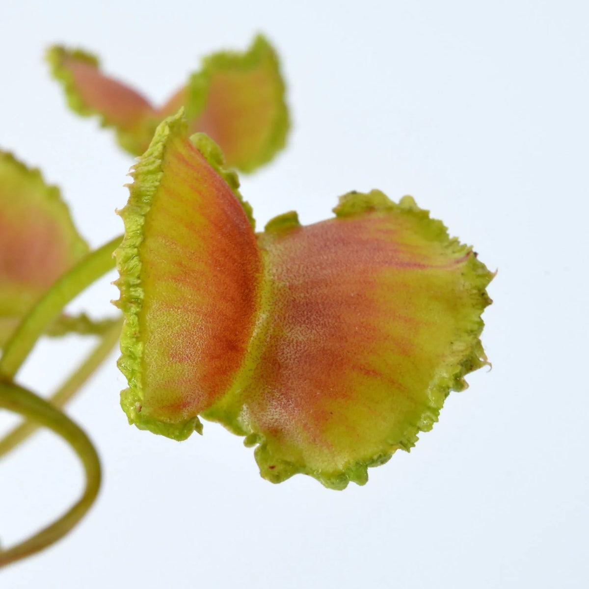 A close up of a venus flytrap against a white background