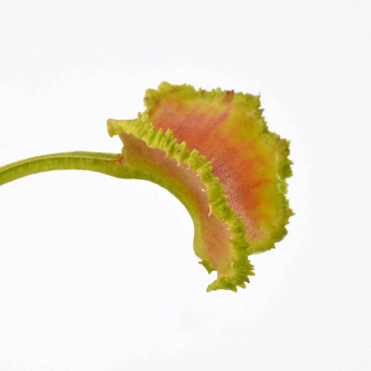 A close-up of a Venus flytrap trap lobe with green ruffled edges and a pinkish-orange interior, set against a plain white background.