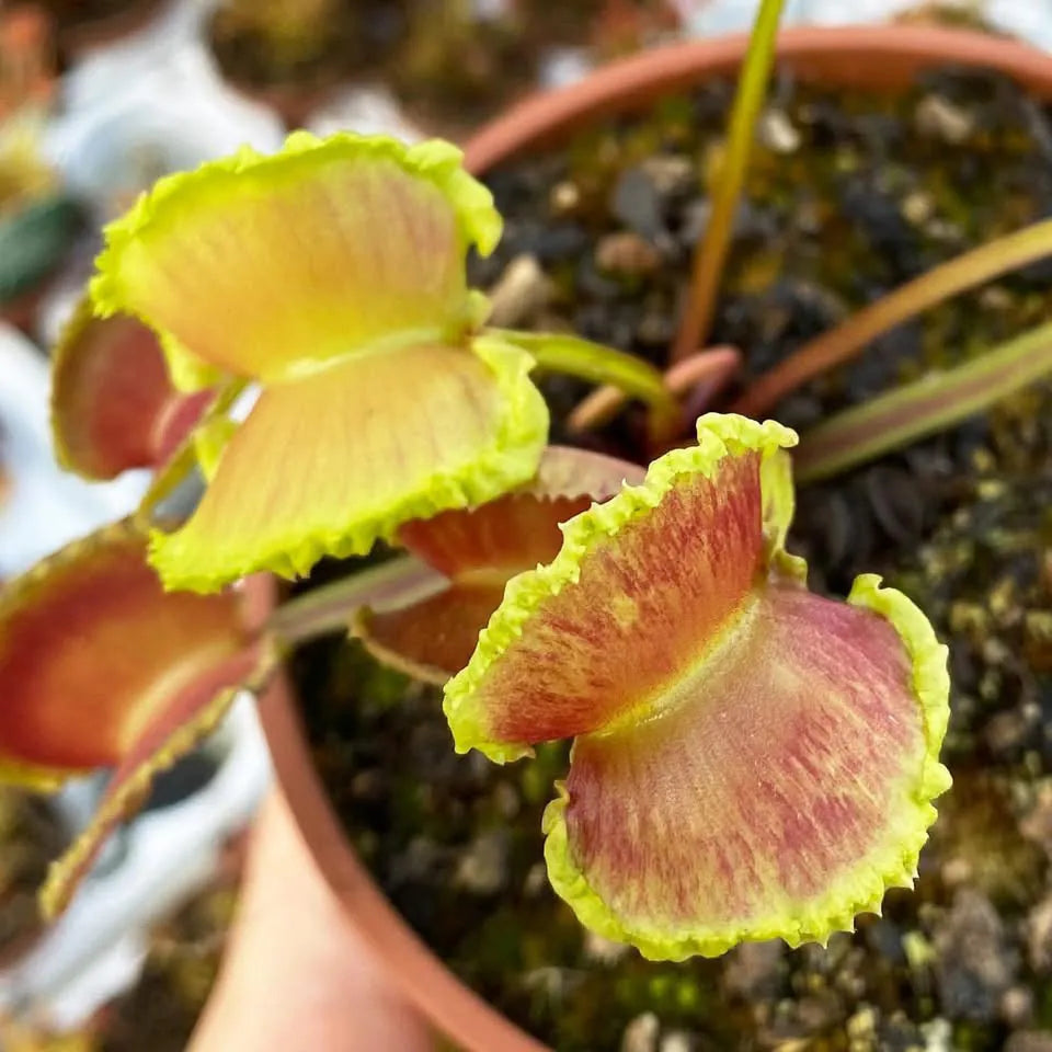 Several green and red flytraps grow out of a pot