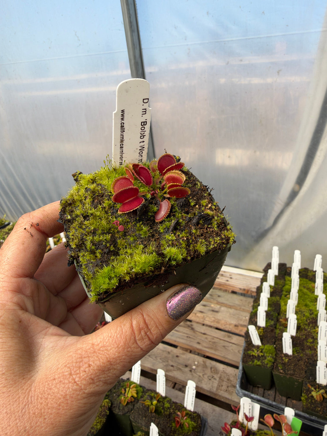 A hand holds a small pot of venus flytraps in a greenhouse