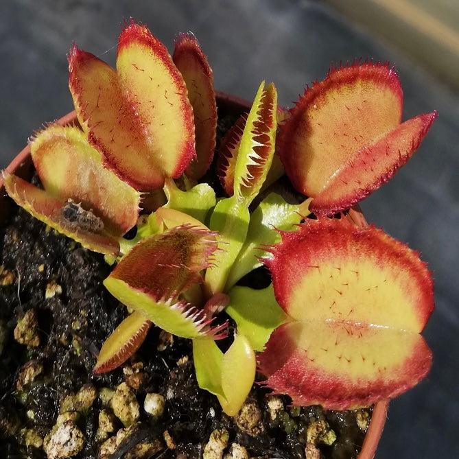 A potted Dionaea m. 'Carboni Ardenti' Venus flytrap with vibrant red traps and green leaves.