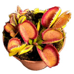 Dionaea Carboni Ardenti