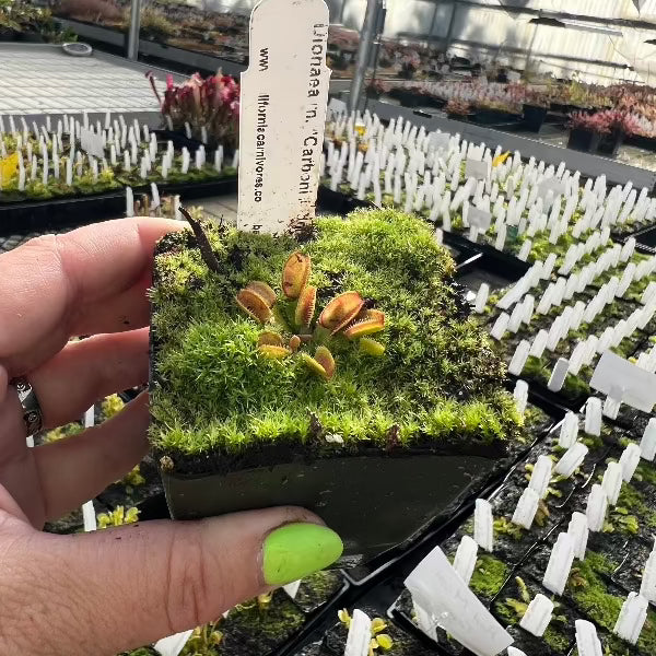 A hand holds a small mossy pot with a venus flytrap in the center