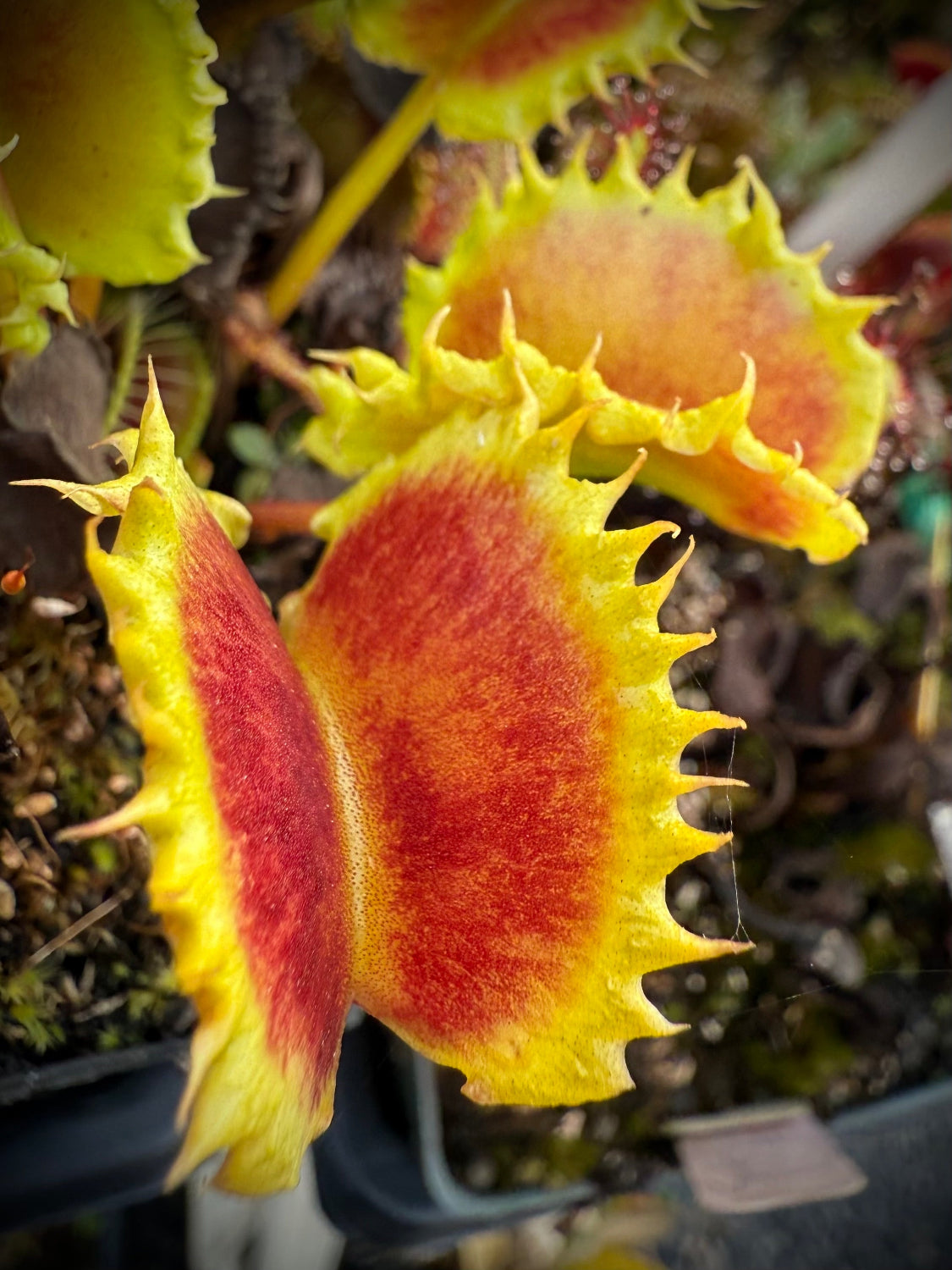 Close-up of a Venus flytrap with red and yellow coloration.