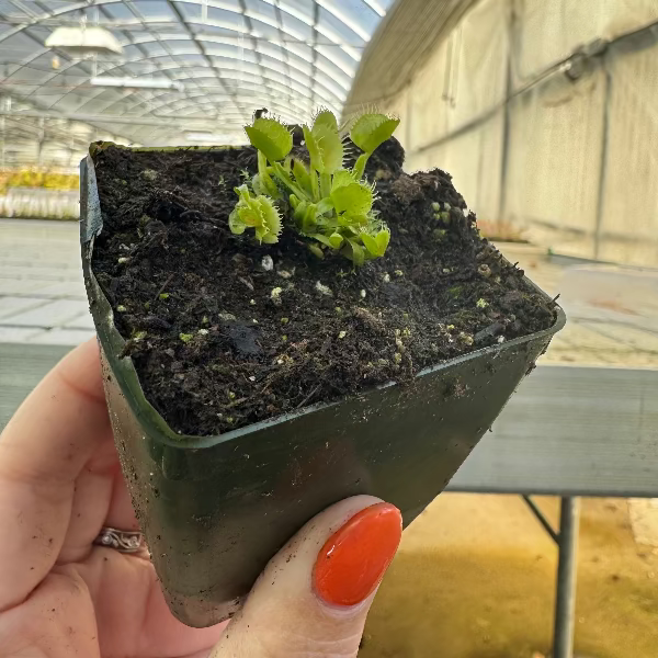 A hand holds a small venus flytrap in a pot in a greenhouse setting