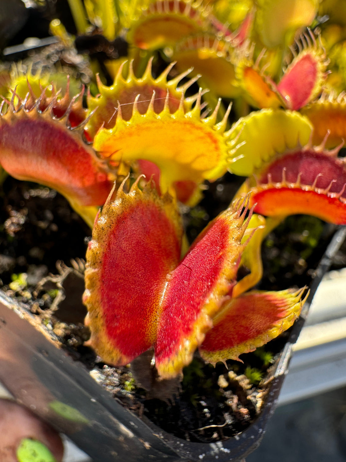 A Dionaea m. 'Chinese Dumpling' Venus flytrap with red and yellow traps, grown in a pot.