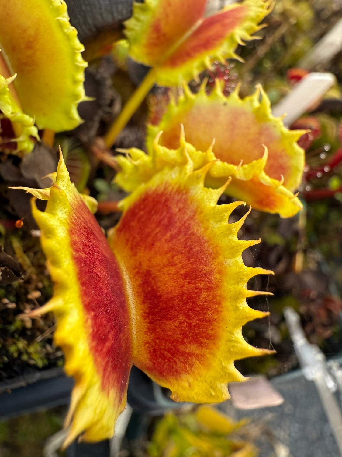 Close-up of a Venus flytrap with red and yellow coloration.