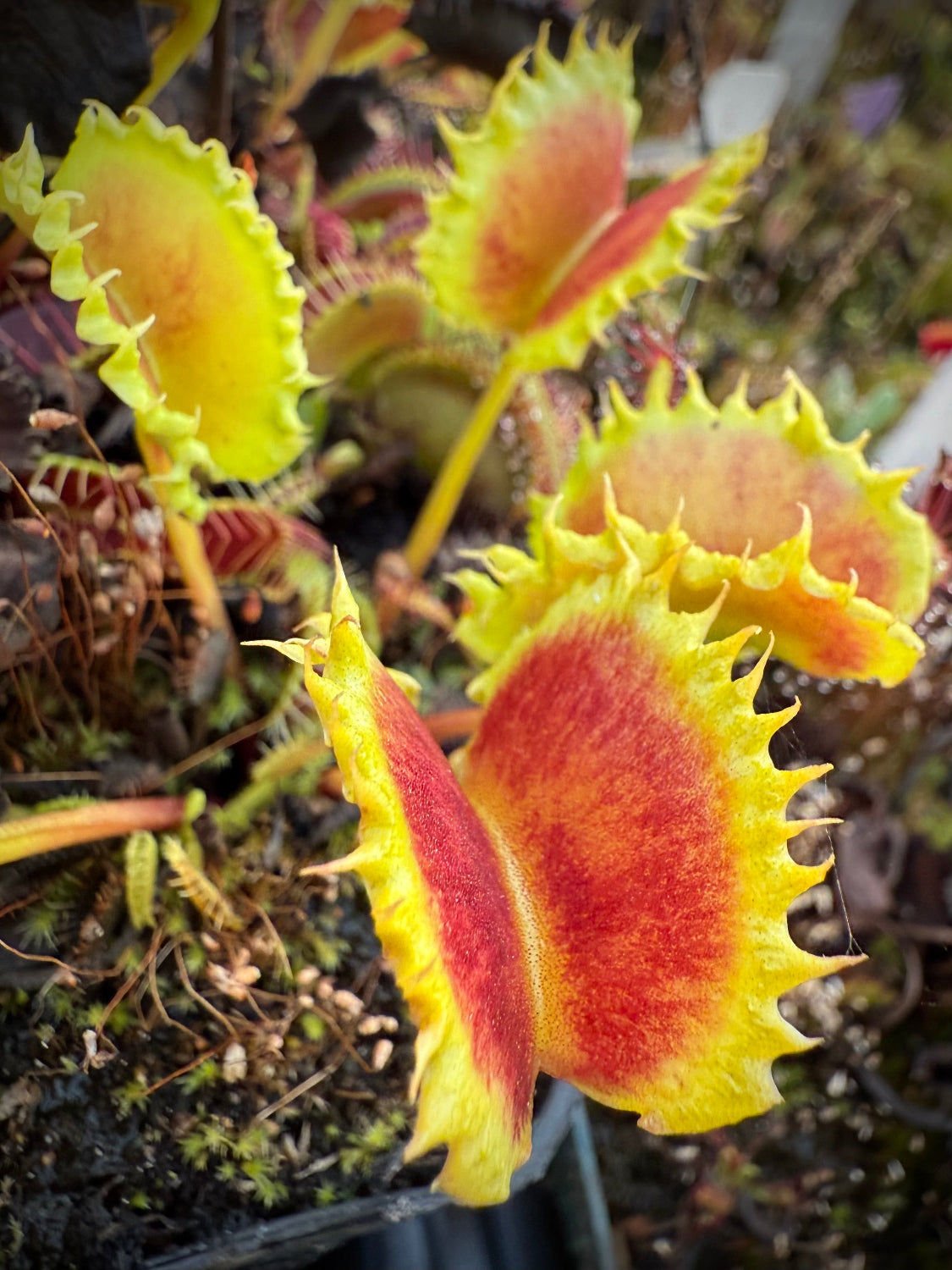 Close-up of a Venus flytrap with red and yellow coloration.