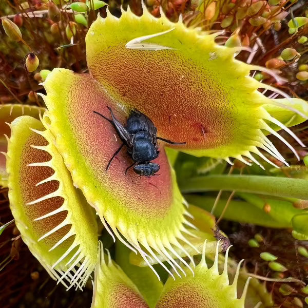 Close up of a dead fly in a venus flytrap