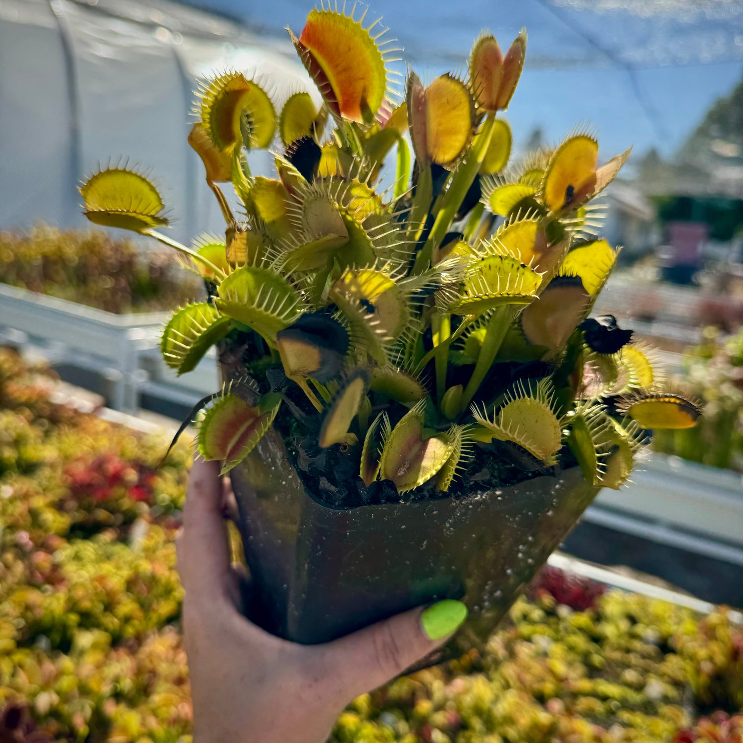 多肉植物　178 Dionaea m. DC-XL Venus Flytrap
