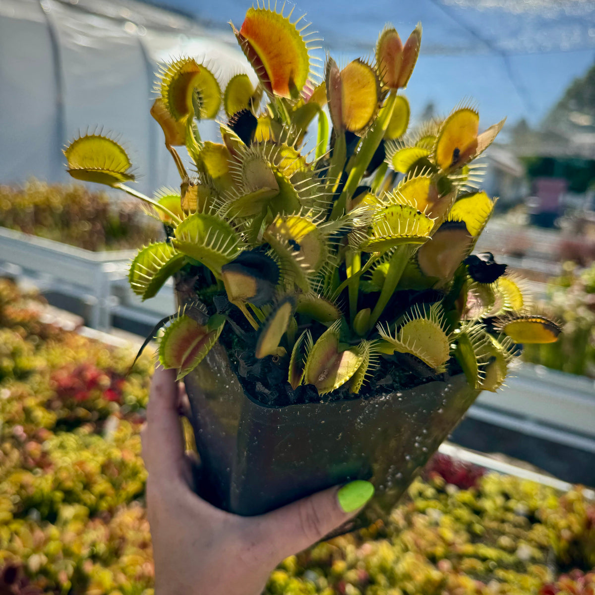 Dionaea DC-XL Venus Flytrap